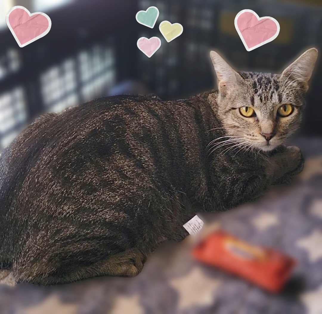 Camille, a Adoptable Domestic Short Hair in Scottsdale, AZ image 2/4