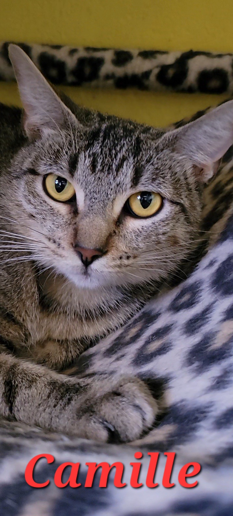 Camille, a Adoptable Domestic Short Hair in Scottsdale, AZ image 1/4