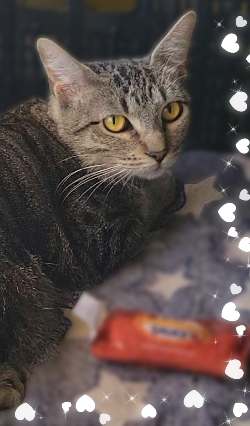 Camille, a Adoptable Domestic Short Hair in Scottsdale, AZ image 4/4