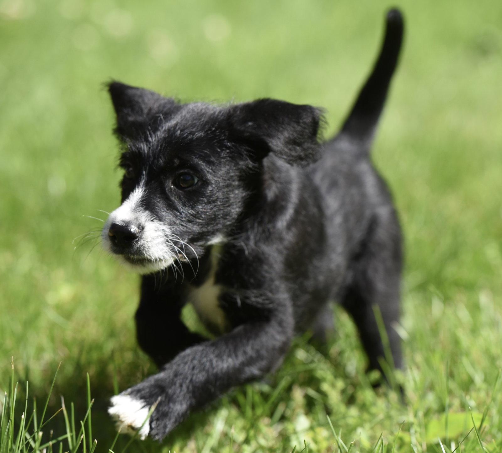 Magnus, Adoptable, Puppy Male Labrador Retriever & Poodle.