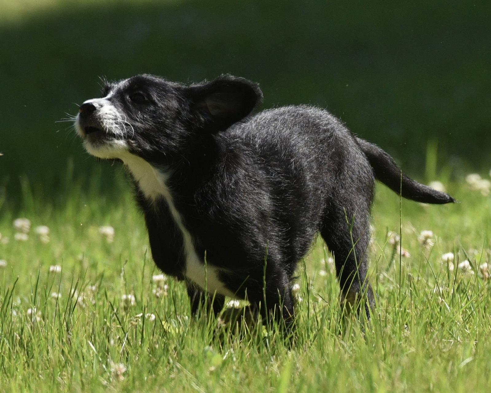 Enlarge Magnus, a Adopted mixed breed in Mechanicsburg, PA image 2/3