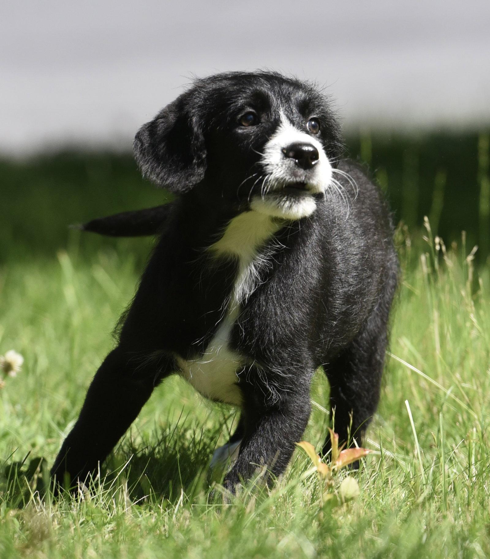 Enlarge Magnus, a Adopted mixed breed in Mechanicsburg, PA image 3/3