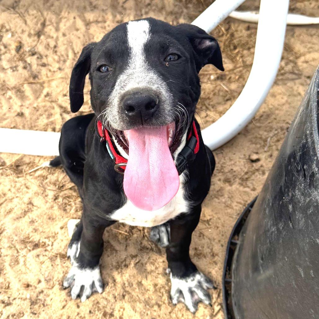 Simon, a Adoptable mixed breed in Floresville, TX image 1/3