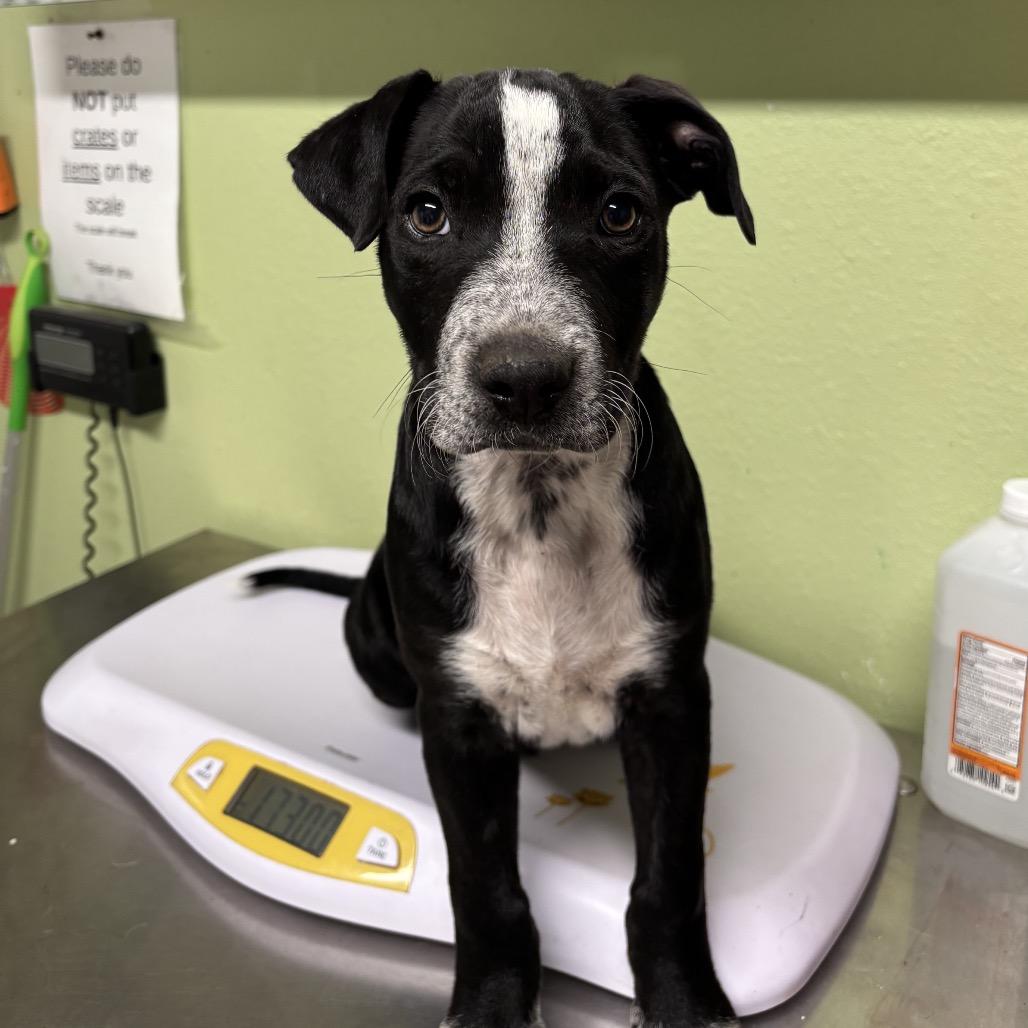 Simon, Adoptable, Young Male Pit Bull Terrier & Mixed Breed.