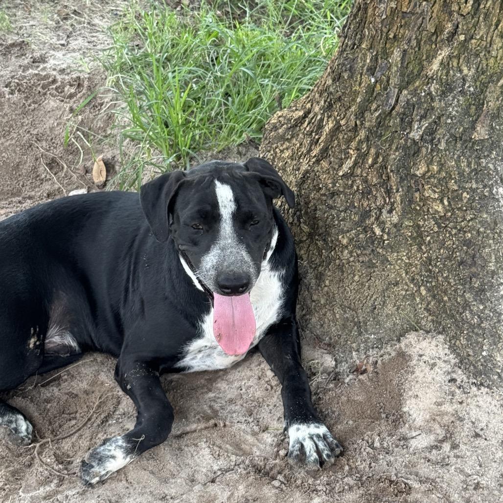 Enlarge Simon, a Adoptable mixed breed in Floresville, TX image 2/3