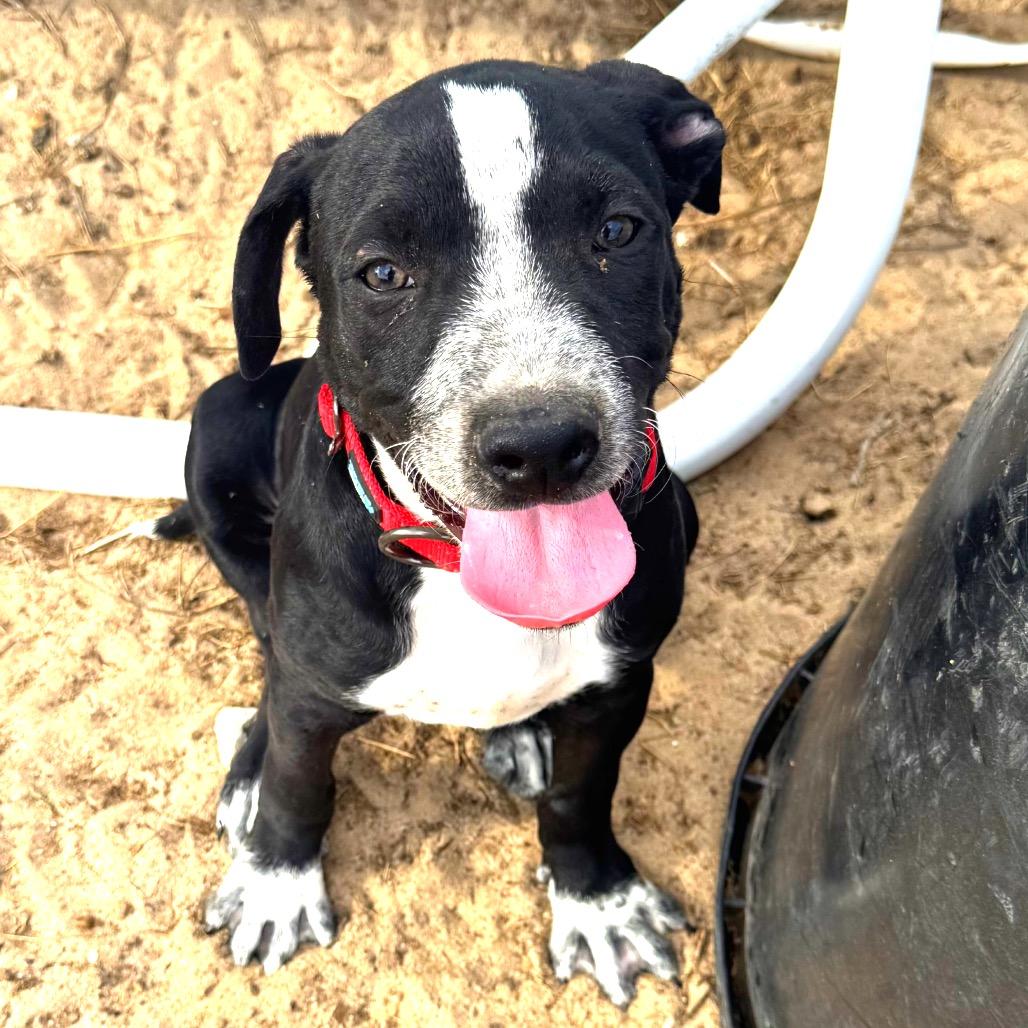 Simon, a Adoptable mixed breed in Floresville, TX image 3/3