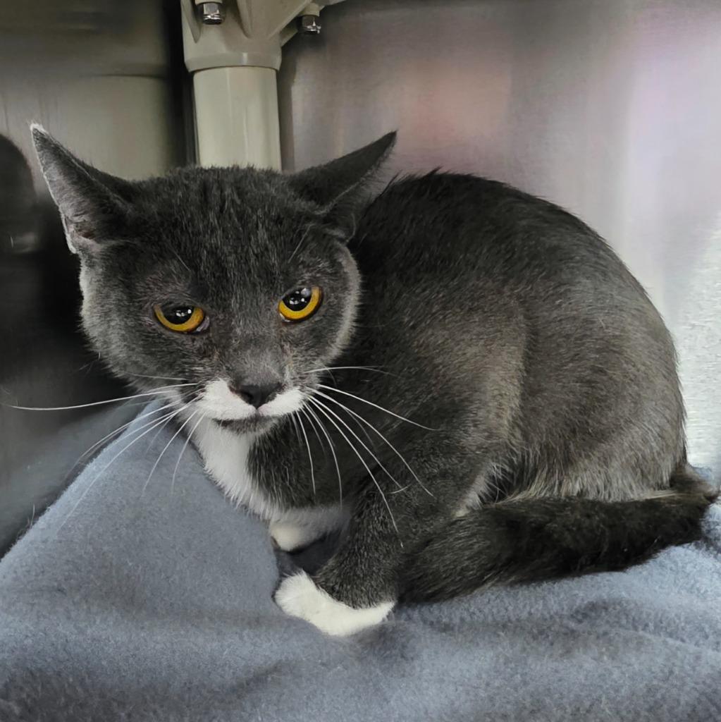 Enlarge CINDY, a Adoptable mixed breed in Wintersville, OH image 4/5