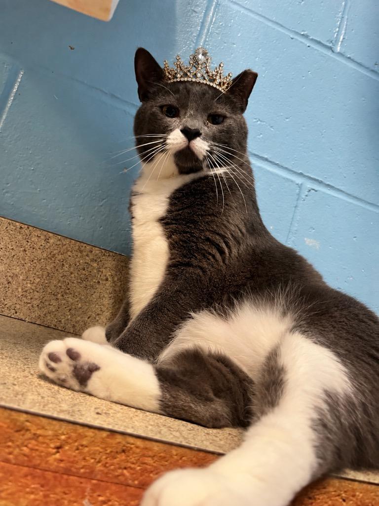 Enlarge CINDY, a Adoptable mixed breed in Wintersville, OH image 5/5