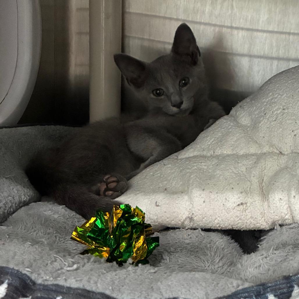 Christopher Clawford, Adoptable, Kitten Male Domestic Short Hair.