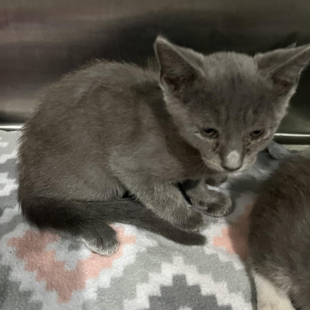 Enlarge Christopher Clawford, a Adoptable Domestic Short Hair in Richmond Hill, GA image 2/2