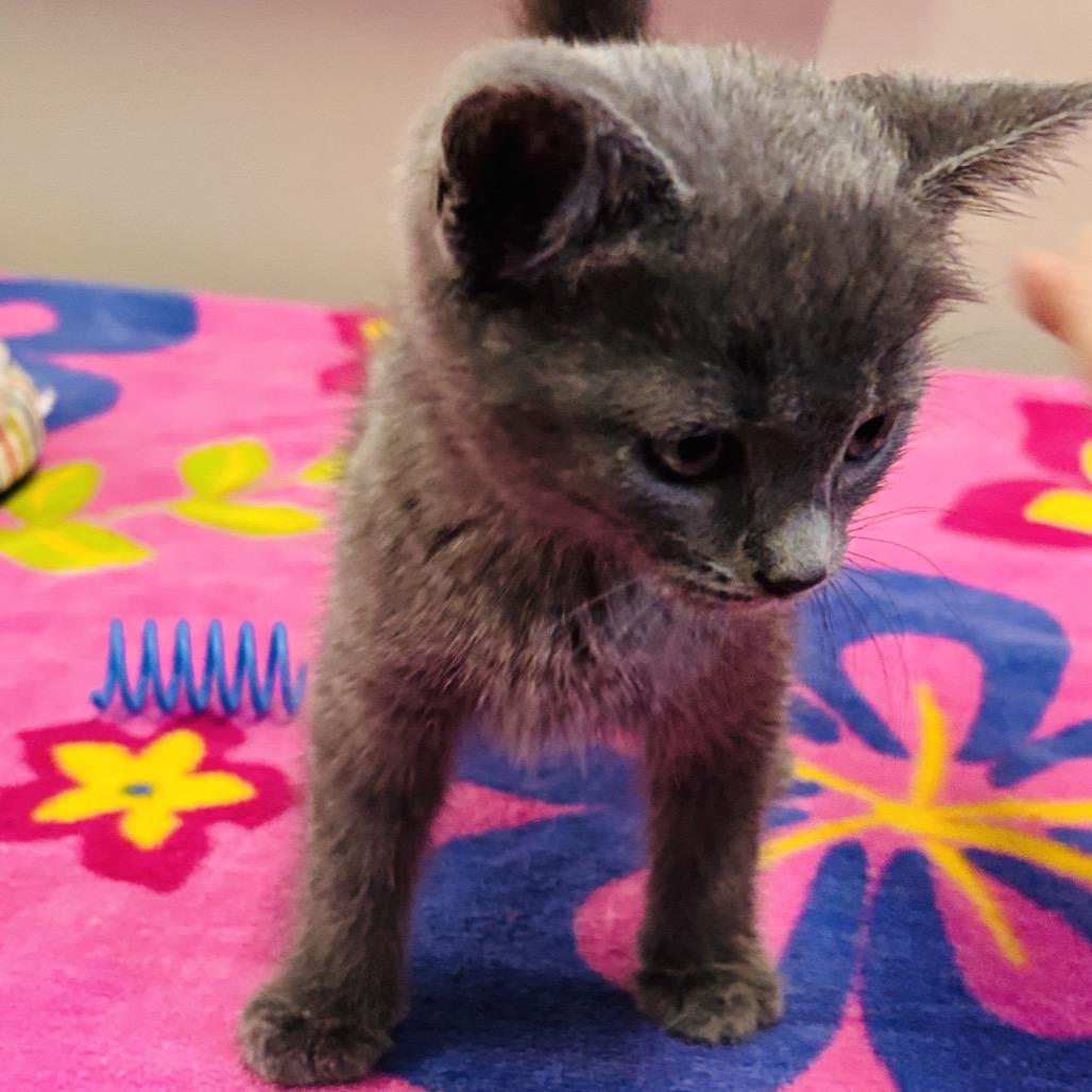 Farrah, Adoptable, Kitten Female Domestic Short Hair.
