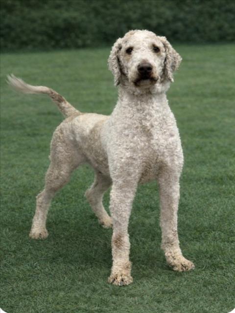 ROLLO, Adoptable, Adult Male Poodle & Labrador Retriever.