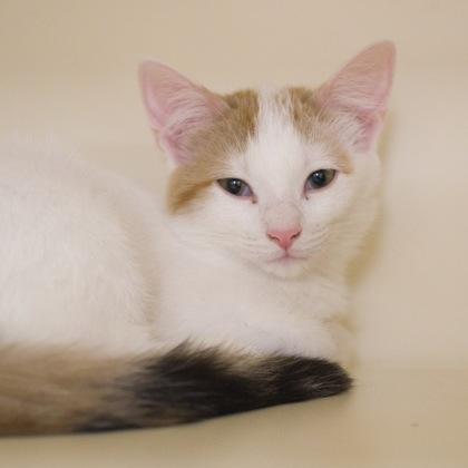 Evangeline (Evie), Adoptable, Kitten Female Domestic Medium Hair & Domestic Short Hair.