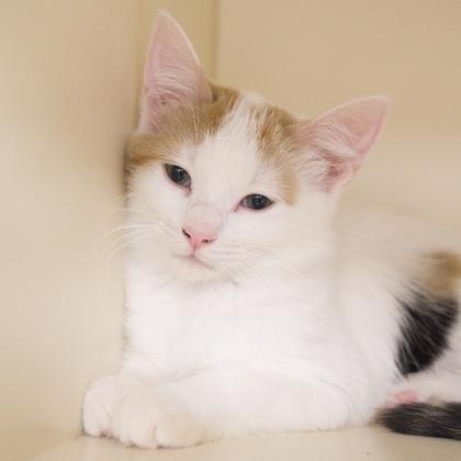 Evangeline (Evie), a Adoptable mixed breed in Verona, WI image 2/3