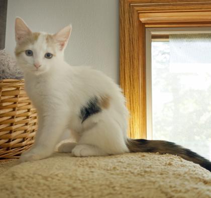 Evangeline (Evie), a Adoptable mixed breed in Verona, WI image 3/3