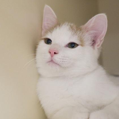 Enlarge Evangeline (Evie), a Adoptable mixed breed in Verona, WI image 3/3