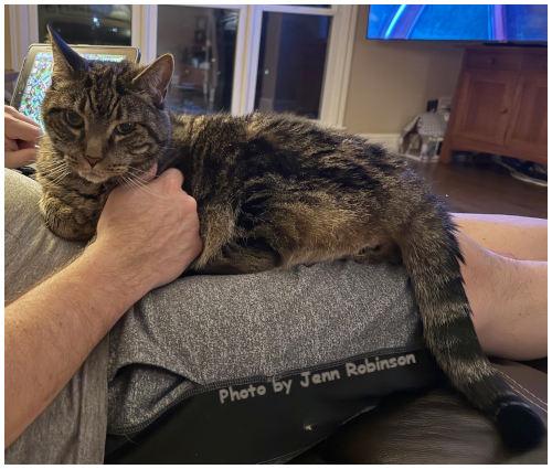 Chunk, Adopted, Adult Male Tabby & Domestic Short Hair.