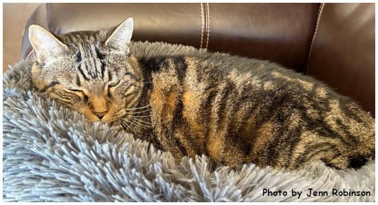 Chunk, a Adopted mixed breed in Oak Ridge, TN image 2/3