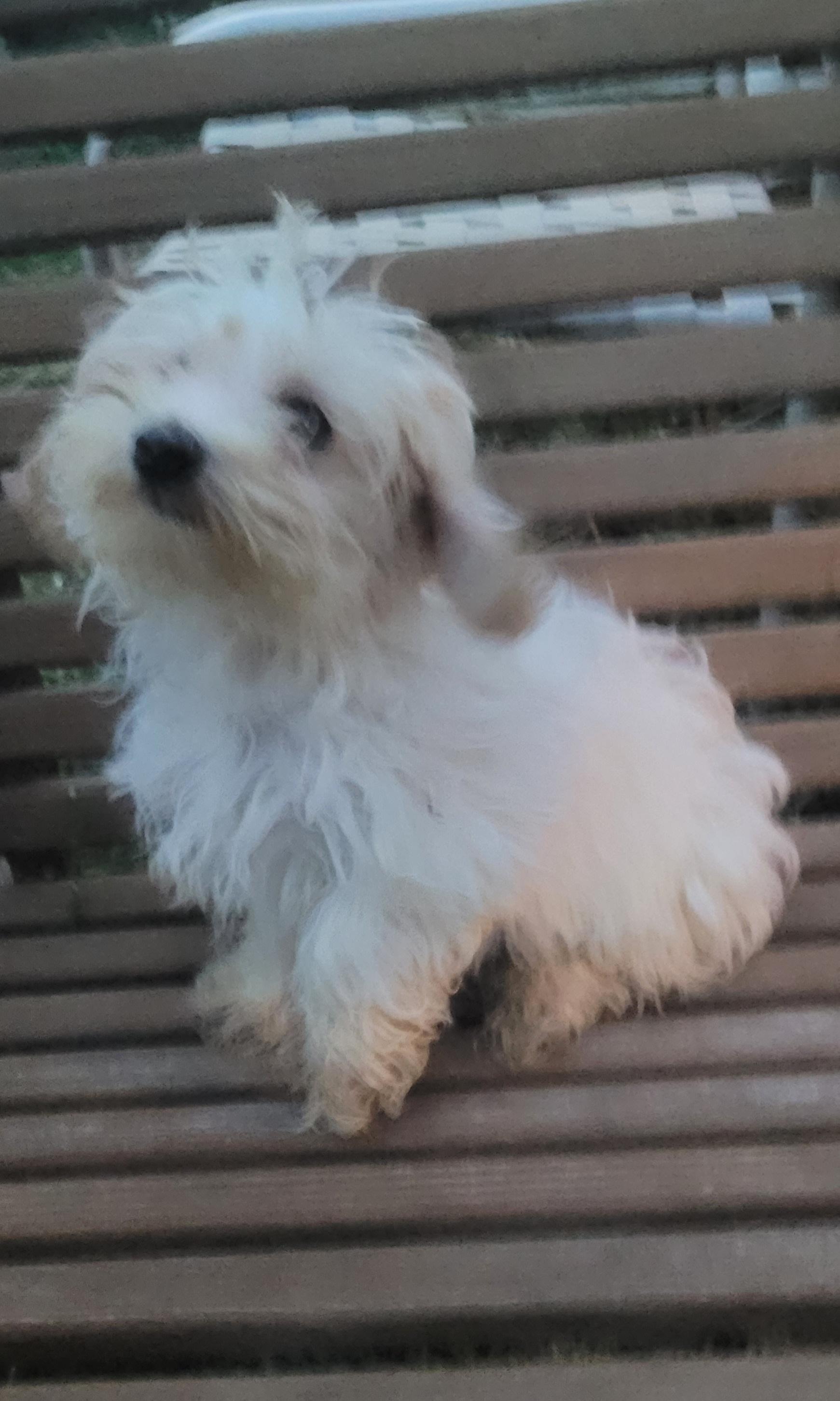 Maltipoo, ADOPTABLE, Puppy Male Maltese & Poodle (Toy).