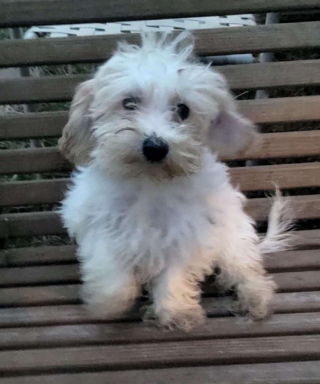 Maltipoo, a ADOPTABLE mixed breed in Woodsfield, OH image 2/4