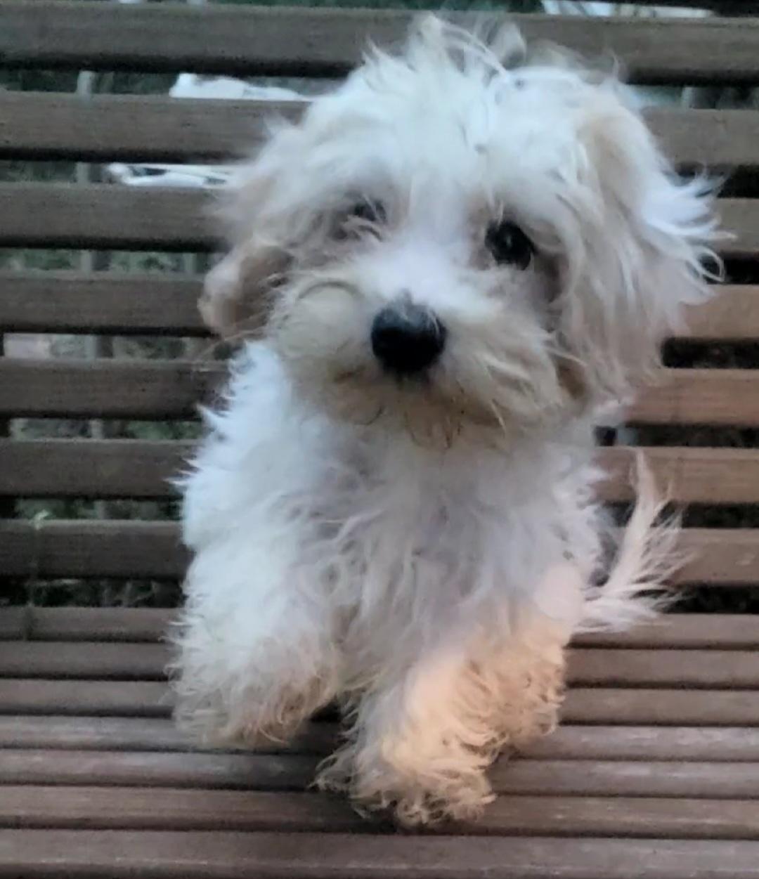 Maltipoo, a ADOPTABLE mixed breed in Woodsfield, OH image 3/4