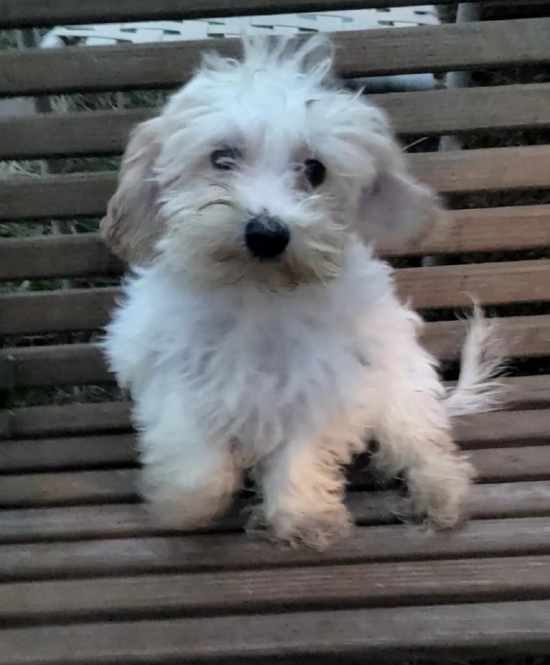 Maltipoo, a ADOPTABLE mixed breed in Woodsfield, OH image 4/4