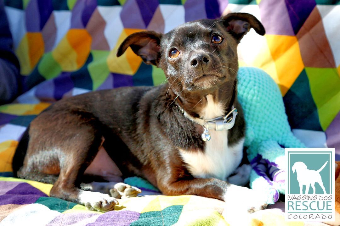 Squid, Adopted, Young Male Chihuahua.