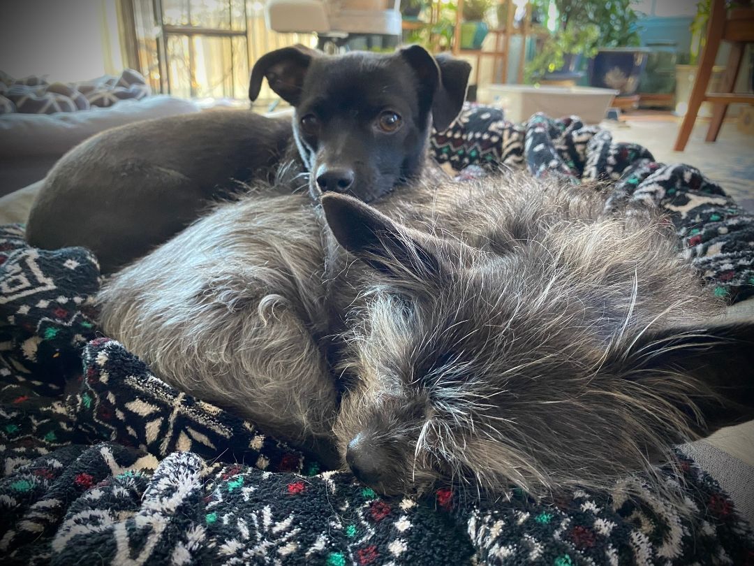 Enlarge Squid, a Adopted mixed breed in Denver, CO image 2/6