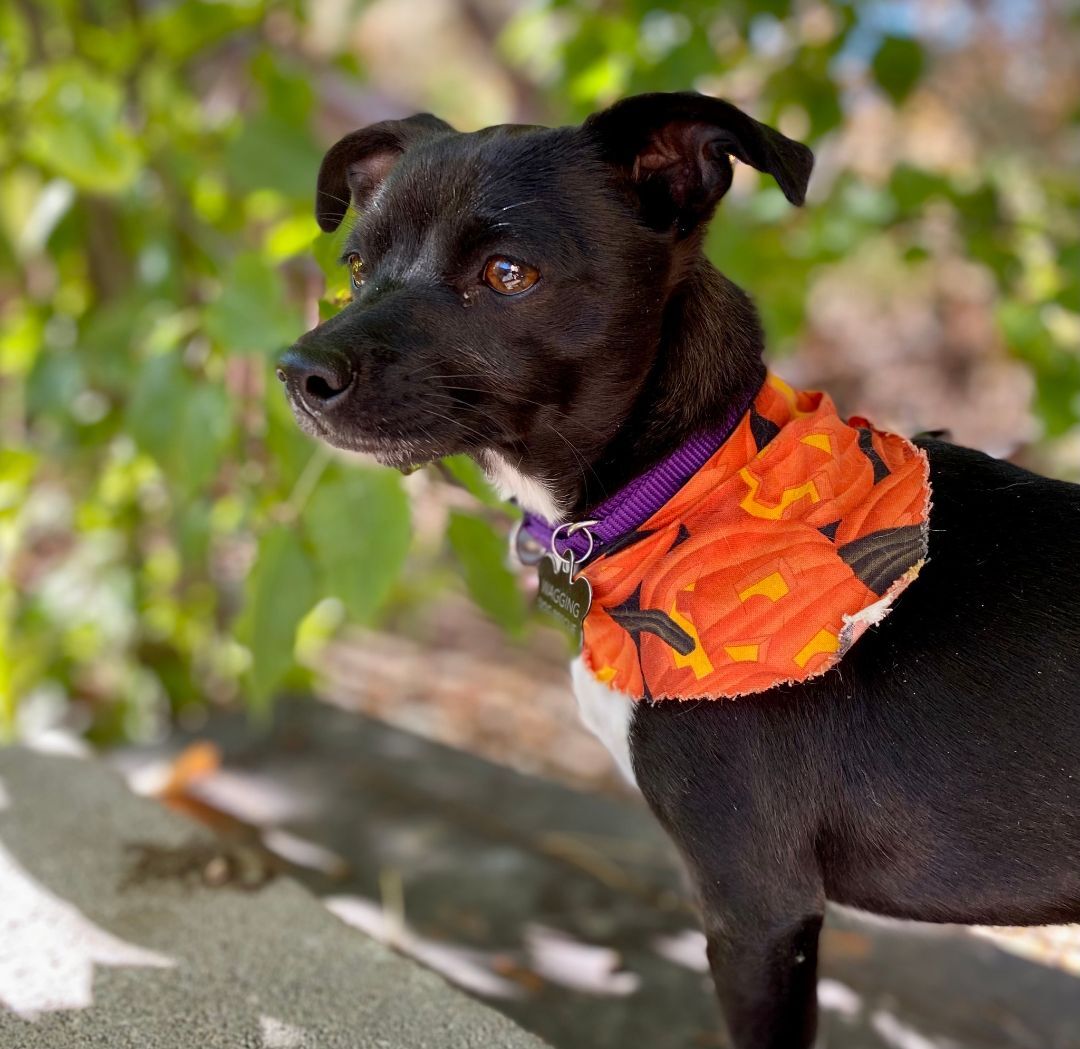 Enlarge Squid, a Adopted mixed breed in Denver, CO image 3/6