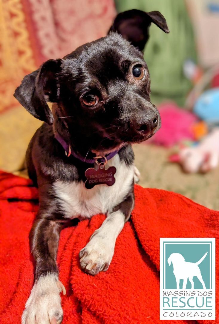 Enlarge Squid, a Adopted mixed breed in Denver, CO image 4/6