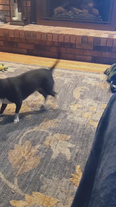 Enlarge Squid, a Adopted mixed breed in Denver, CO video 6/6