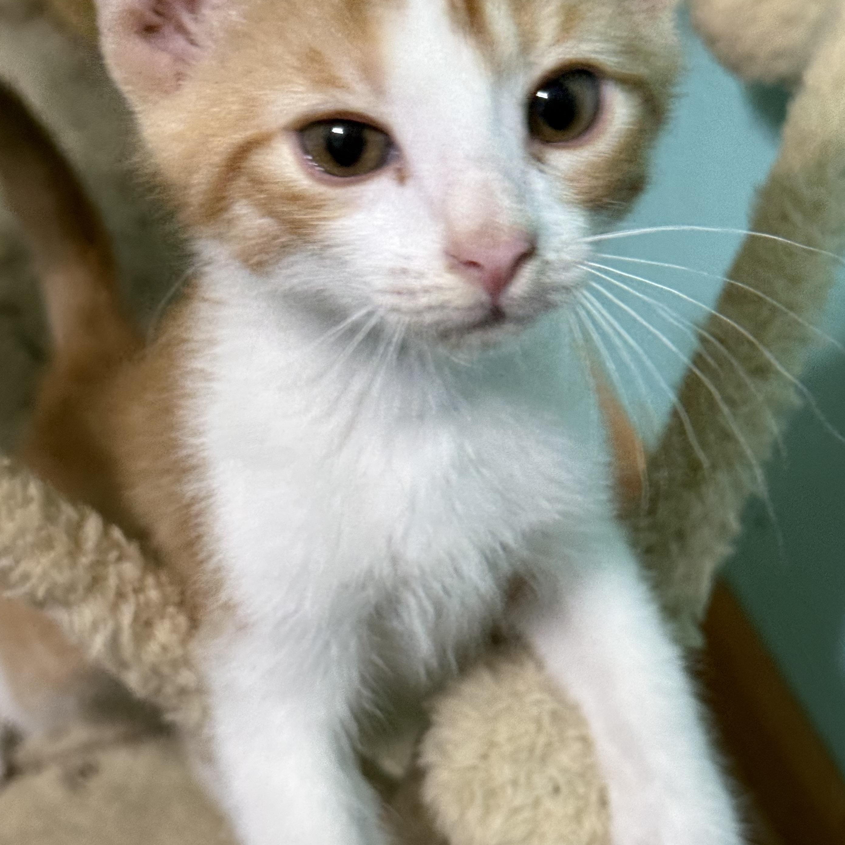 Enlarge Charlie, a Adoptable mixed breed in Omaha, NE image 3/6