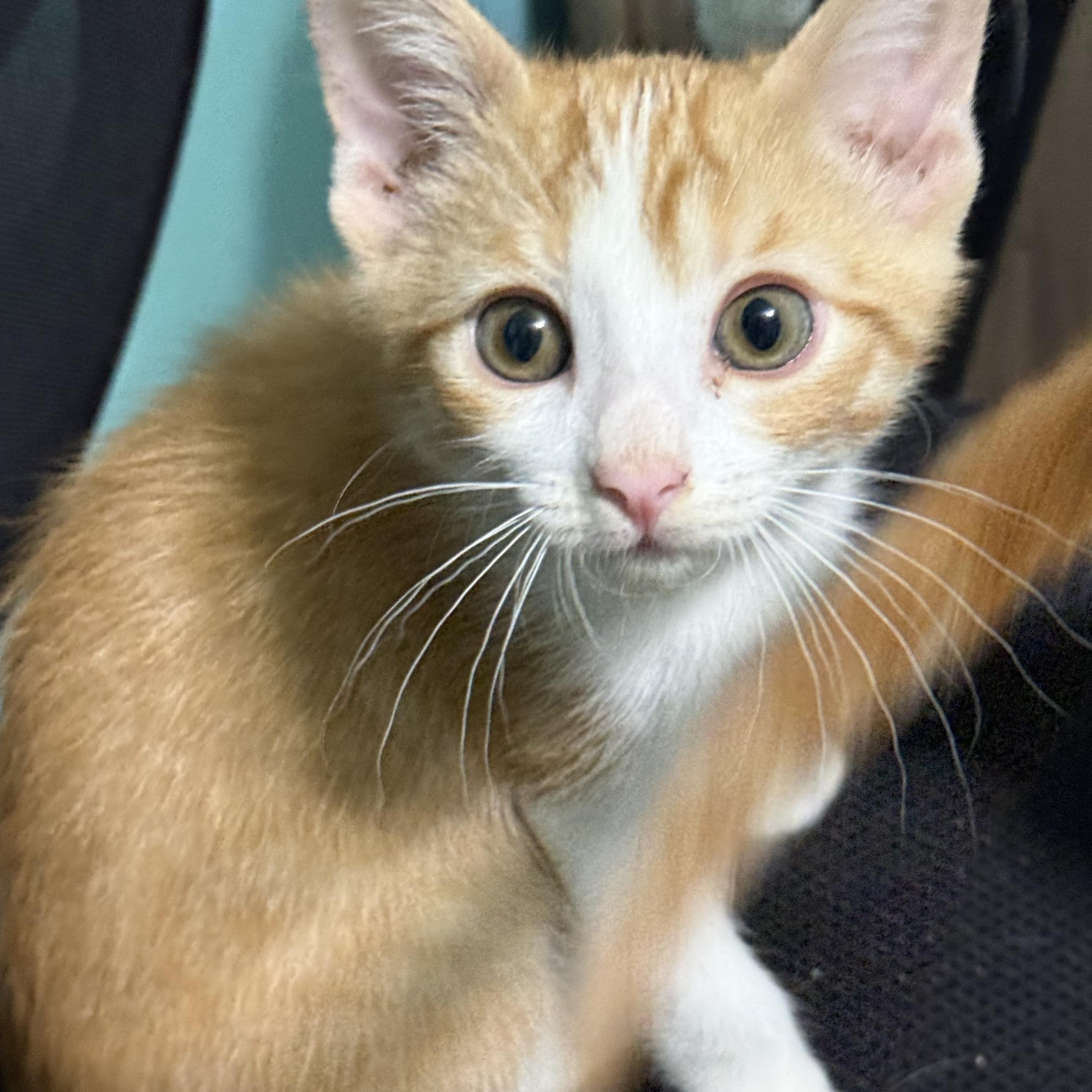 Enlarge Charlie, a Adoptable mixed breed in Omaha, NE image 1/6