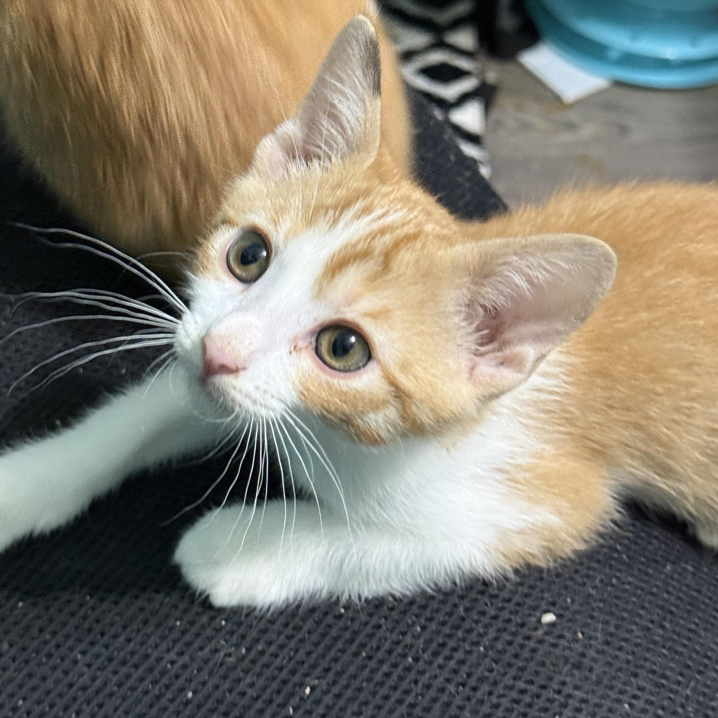 Enlarge Charlie, a Adoptable mixed breed in Omaha, NE image 2/6