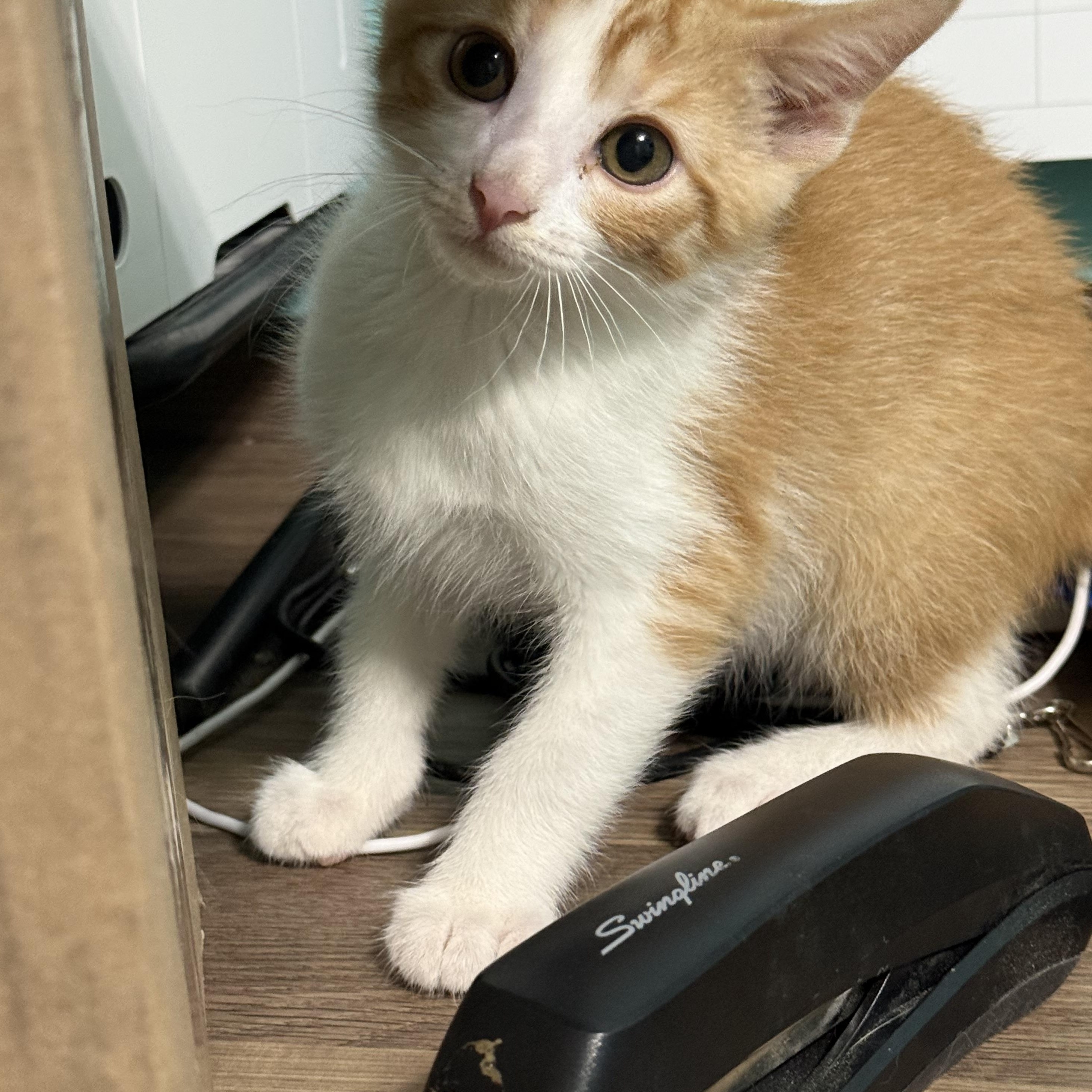 Enlarge Charlie, a Adoptable mixed breed in Omaha, NE image 4/6