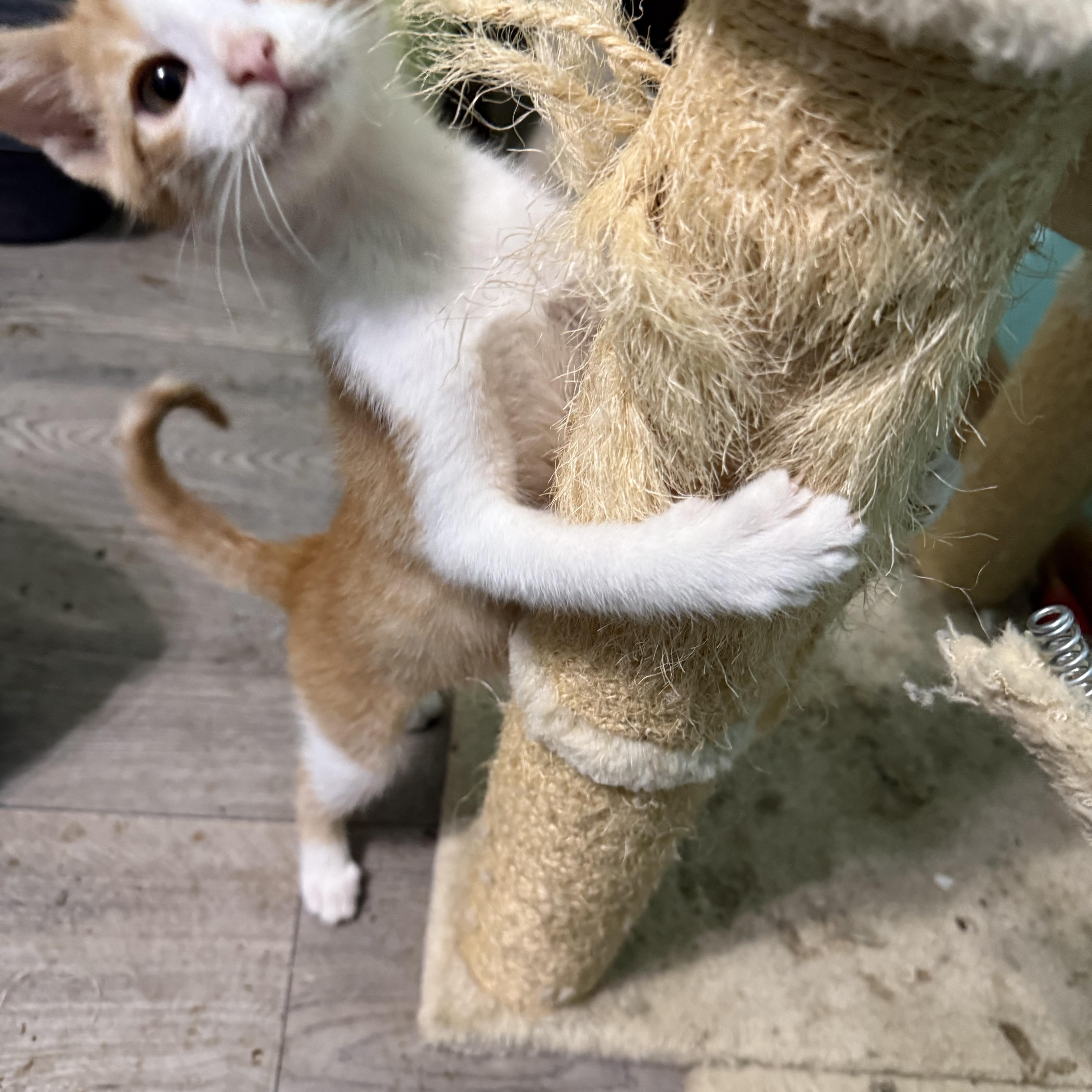 Enlarge Charlie, a Adoptable mixed breed in Omaha, NE image 5/6