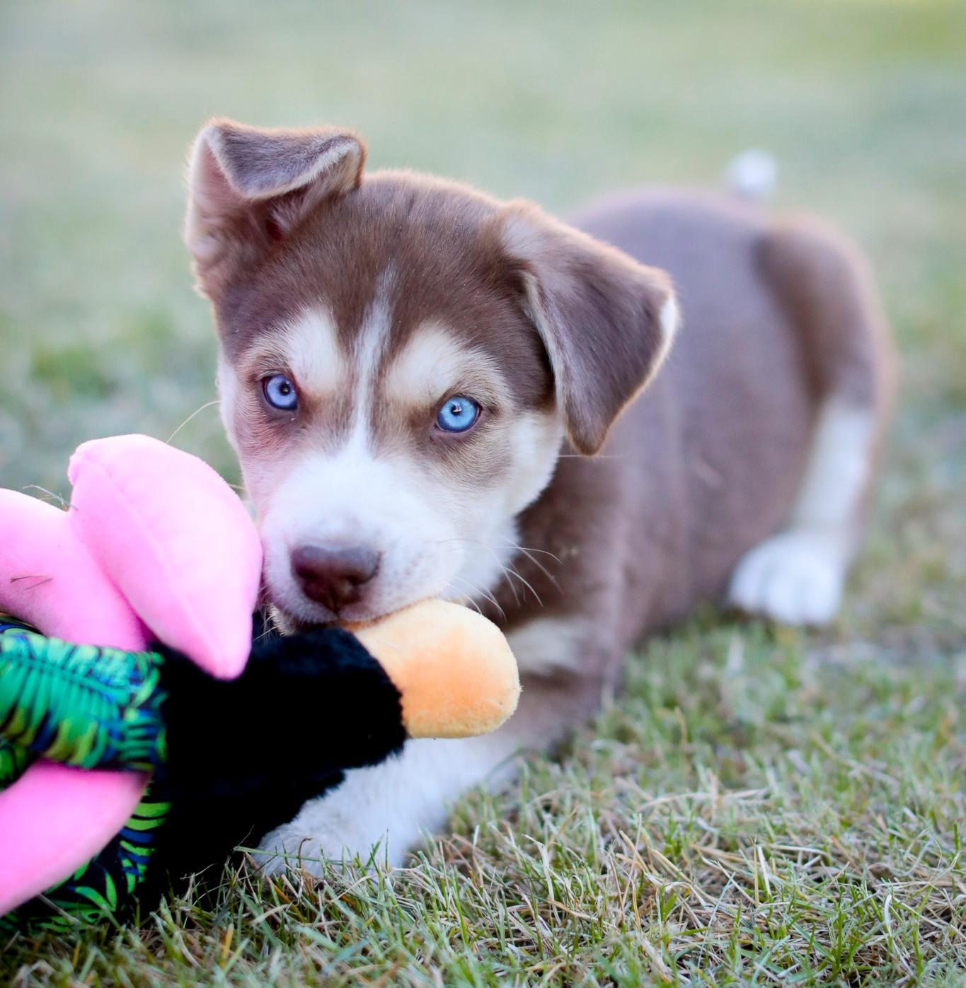 Enlarge Princess Anna, a Adoptable mixed breed in Minneapolis, MN image 1/6