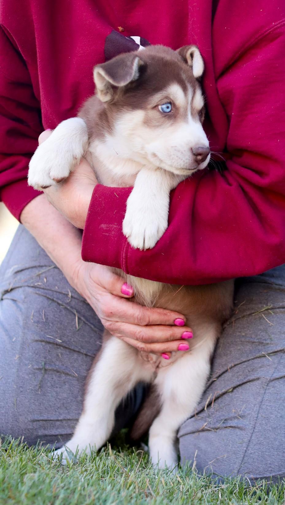 Enlarge Princess Anna, a Adoptable mixed breed in Minneapolis, MN image 4/6
