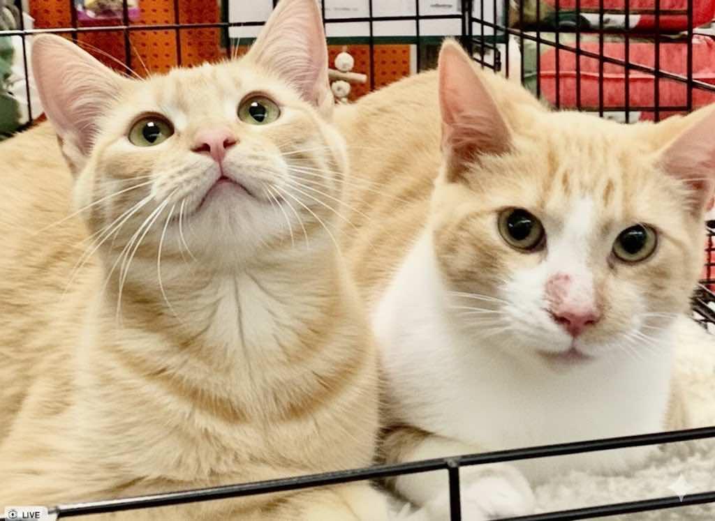 Marvin and Murry (Brothers)