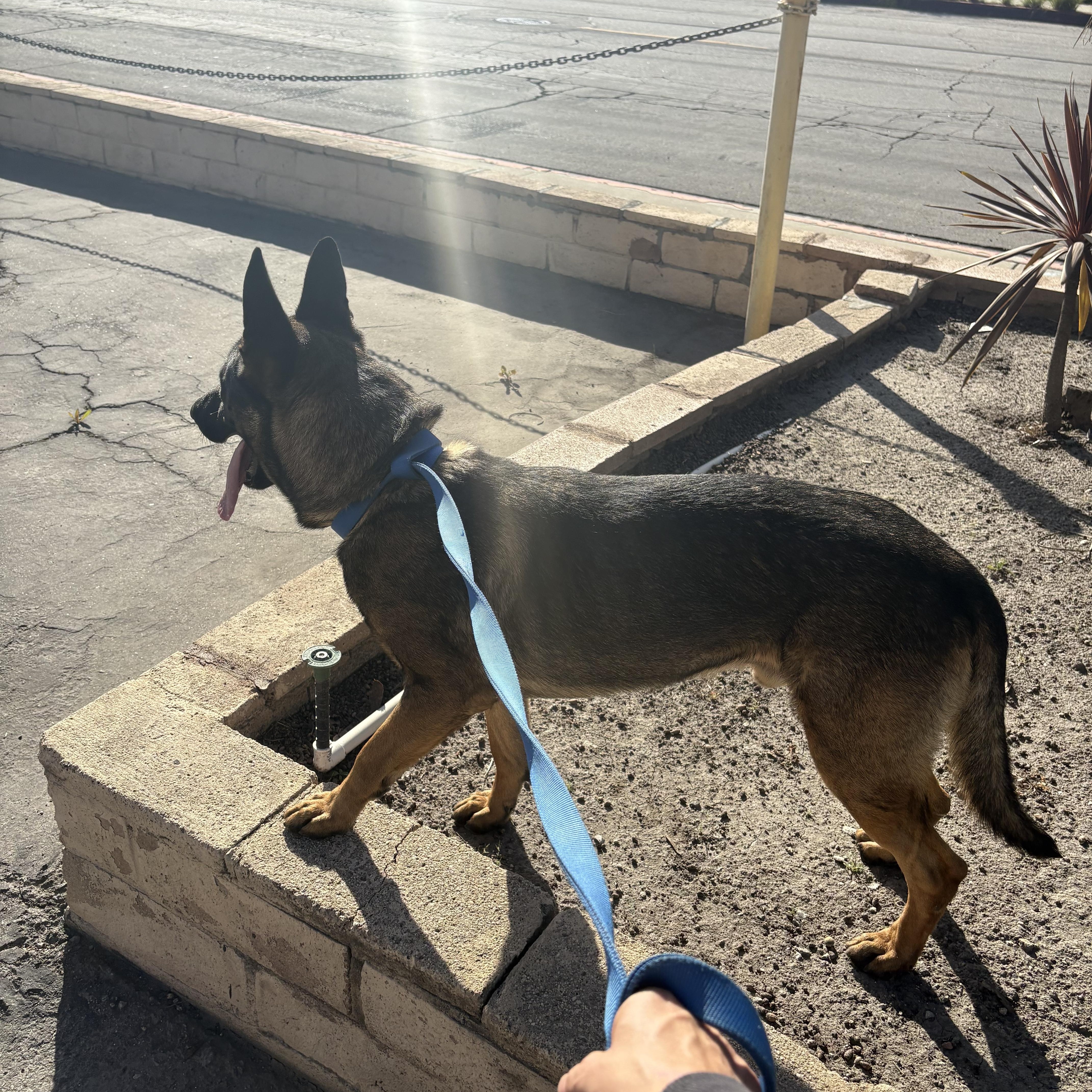 Enlarge BUCKLER, a ADOPTABLE German Shepherd Dog in Lebec, CA image 2/3