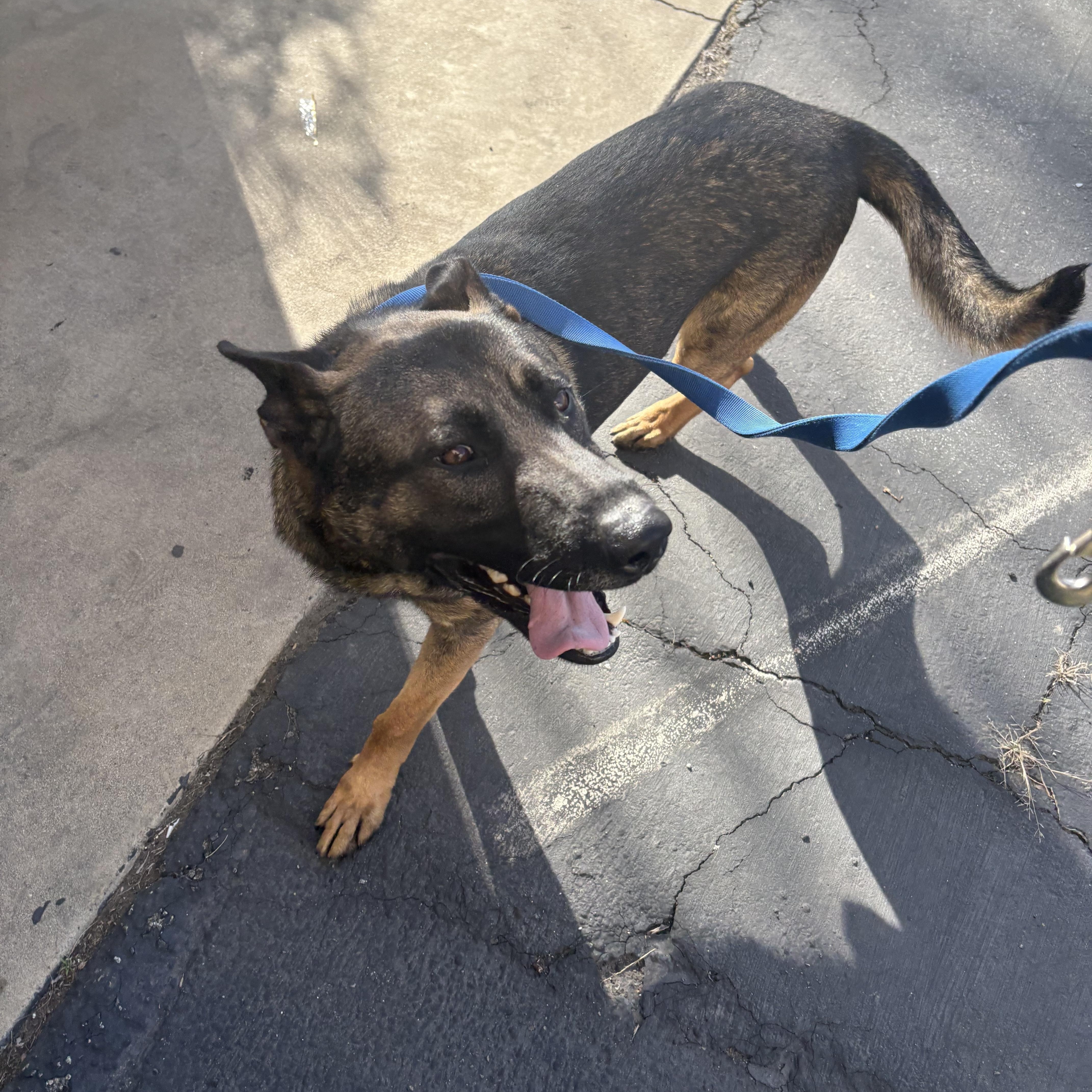 Enlarge BUCKLER, a ADOPTABLE German Shepherd Dog in Lebec, CA image 1/3