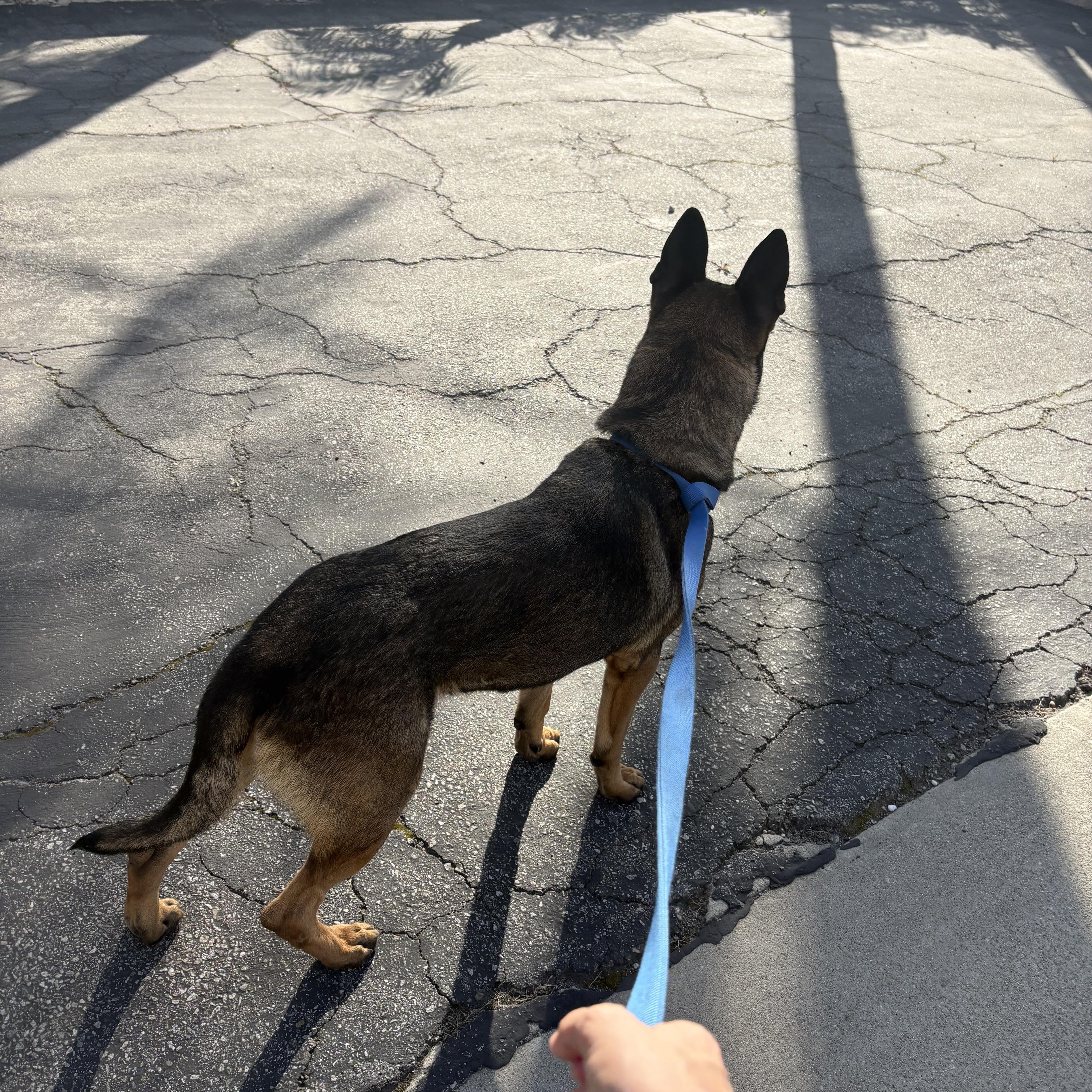 Enlarge BUCKLER, a ADOPTABLE German Shepherd Dog in Lebec, CA image 3/3