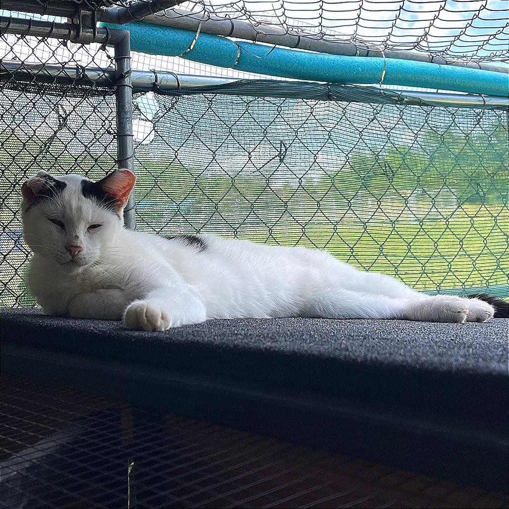 Enlarge Stillwell, a Adoptable Domestic Short Hair in Asher, OK image 1/2