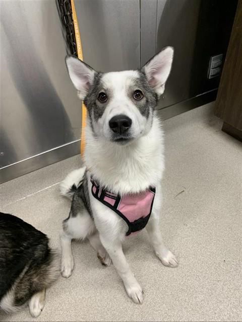 LUNA, Adoptable, Young Female Husky.