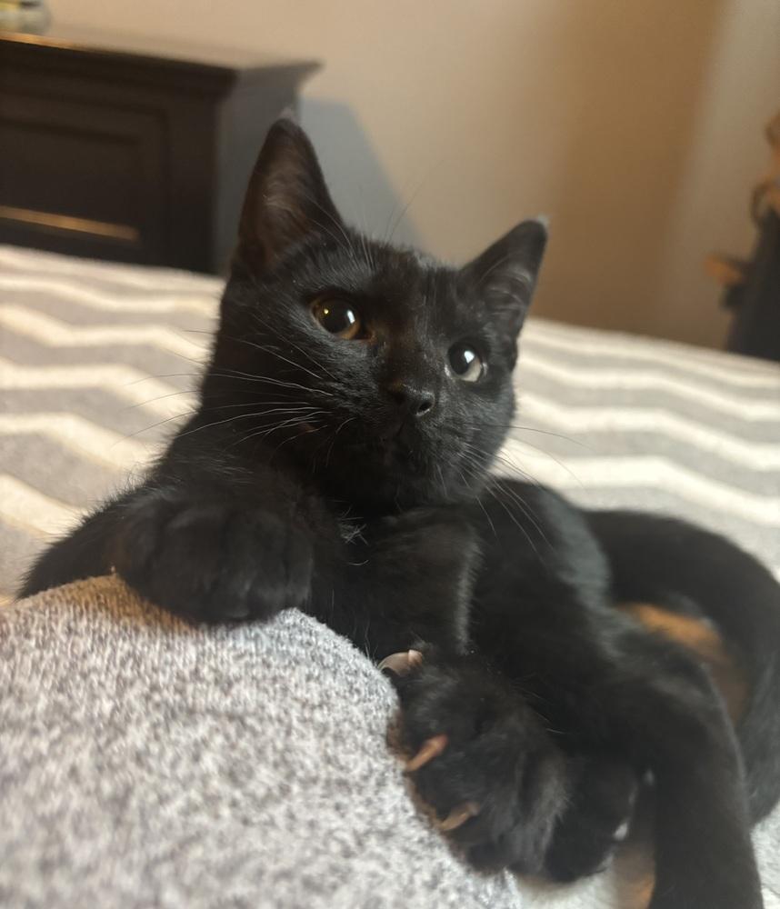 Coach, Adoptable, Kitten Male Domestic Short Hair.