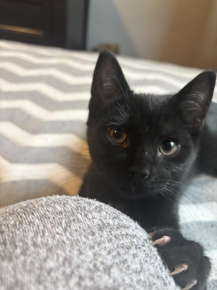 Enlarge Coach, a Adoptable Domestic Short Hair in Springdale, PA image 2/3