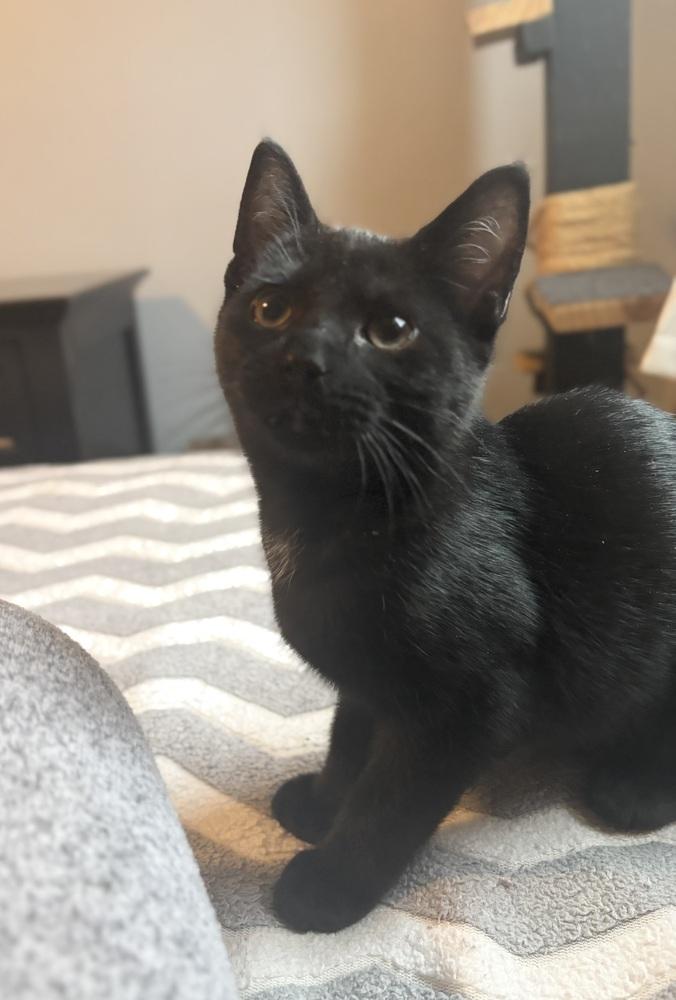 Enlarge Coach, a Adoptable Domestic Short Hair in Springdale, PA image 3/3