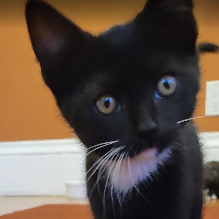 Monkey, a Adoptable Domestic Short Hair in Emeryville, CA image 2/2