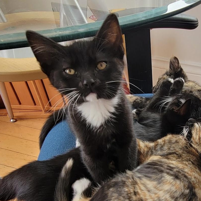 Monkey, a Adoptable Domestic Short Hair in Emeryville, CA image 1/2