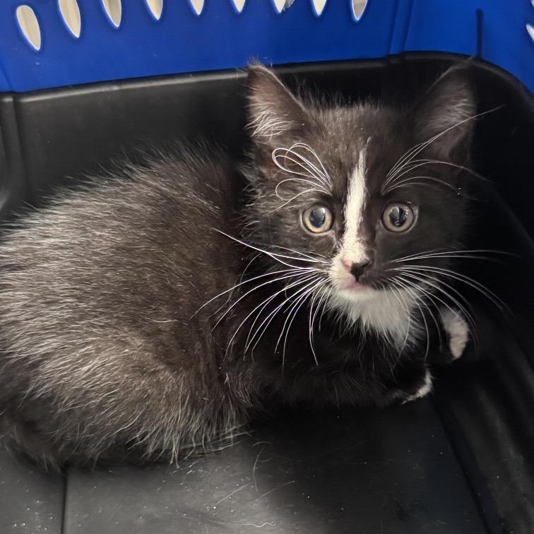 Bonk, Adoptable, Kitten Female Domestic Medium Hair.